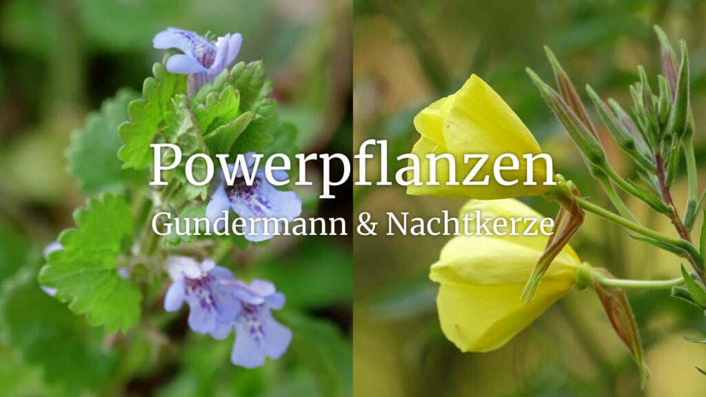 gundermann-nachtkerze-powerpflanzen